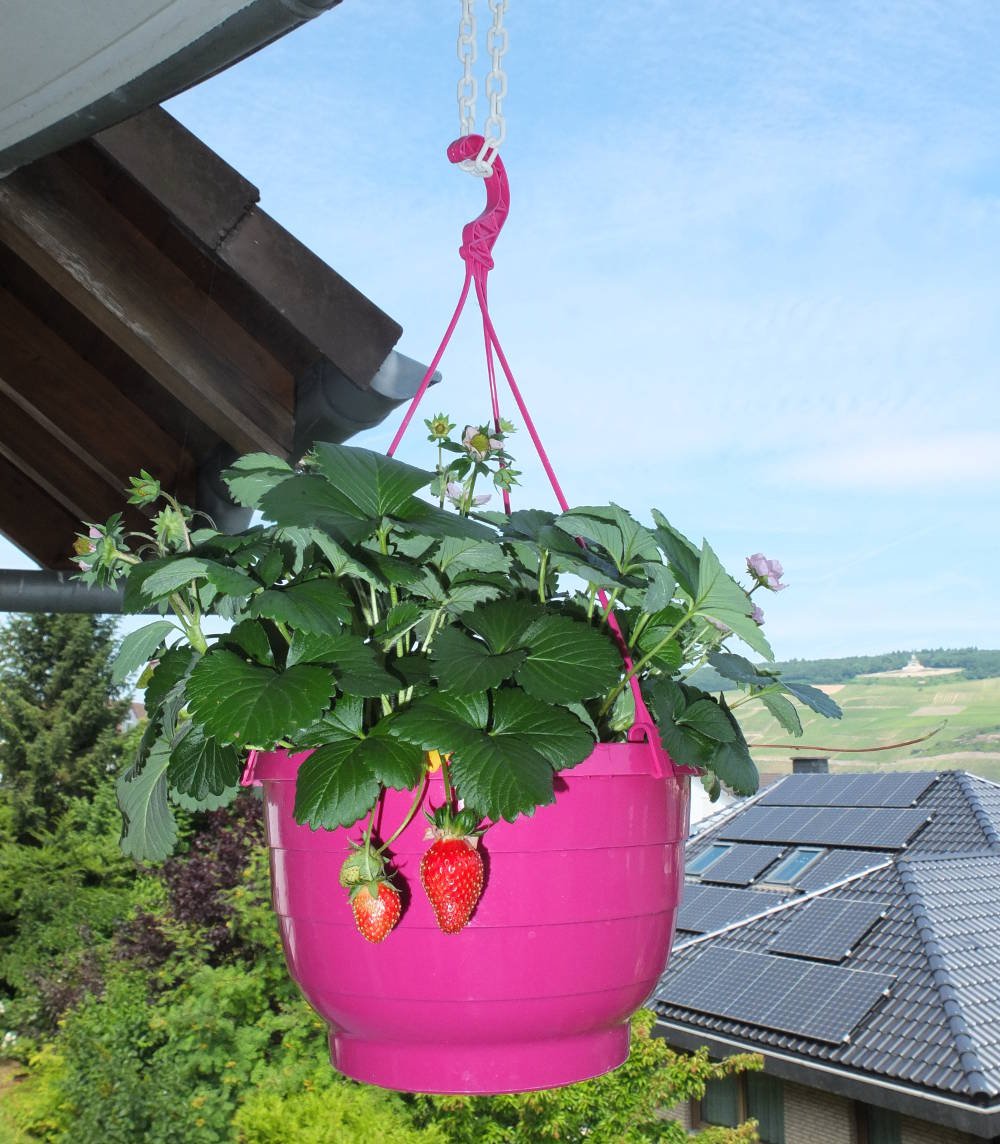 erdbeeren-auf-dem-balkon