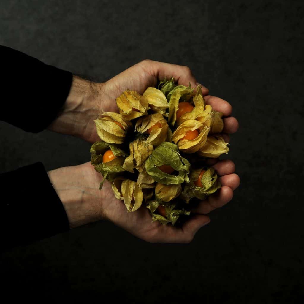 TerraVeggia Vegan Blog